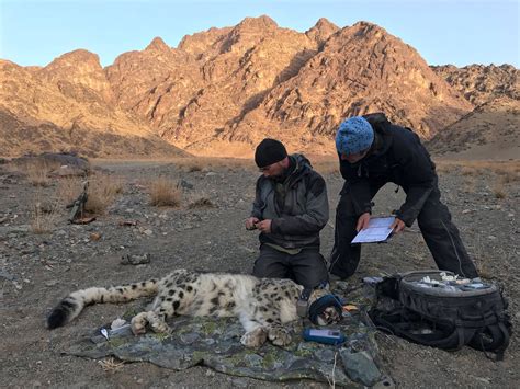 Tracking Predator and Prey - Snow Leopard Trust