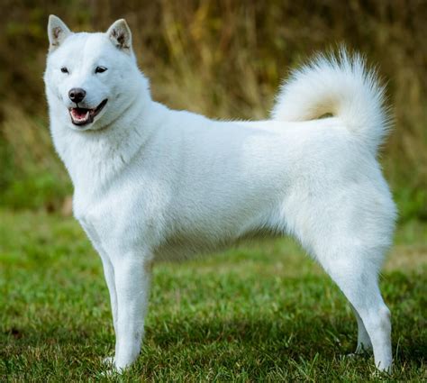A Complete Guide to the Light Skin Dog Breed - Your Pet Planet