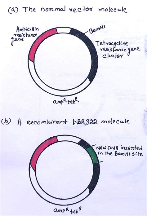 Cloning Vector Examples 的图像结果