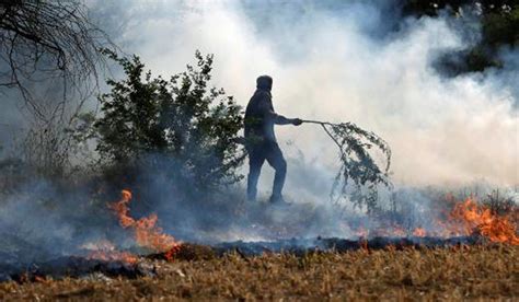 Paddy farmers to get Rs 500 cr solution for stubble burning hazard
