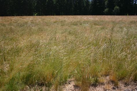 Silver Falls Seed Company - Fescue - Red Creeping Evergreen