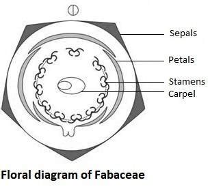 Floral diagram of fabaceae - Brainly.in