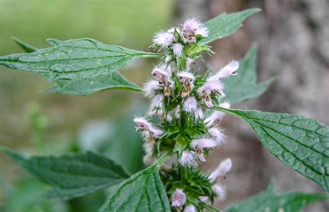 Herbs for Vaginal Dryness | New Health Advisor