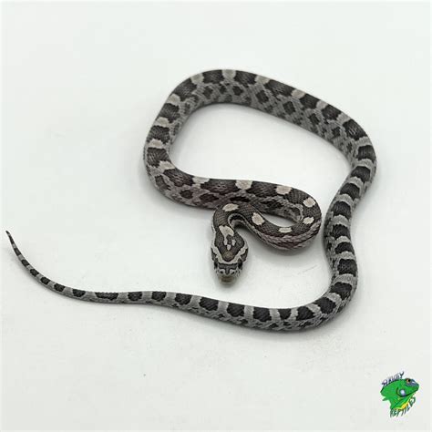 All Snakes - Page 7 of 21 - Strictly Reptiles Inc.