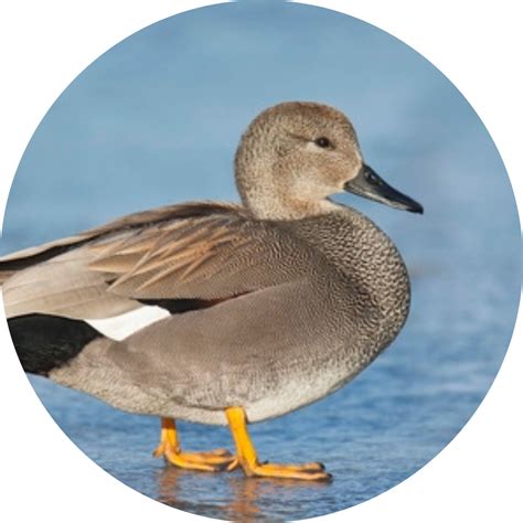 Duck Hunting Texas | Foldin’ Fowl Outdoors