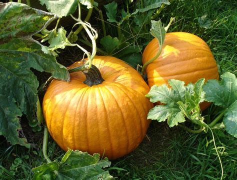 What Potting Soil is Best For Vegetables in Containers? - Backyard Boss