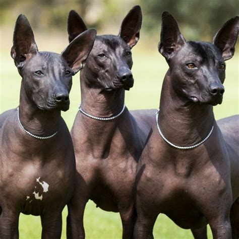 Mexican Hairless vs Kuri - Breed Comparison | MyDogBreeds
