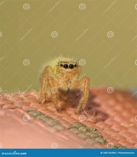 Adorably Cute Immature Female Phidippus Pius Jumping Spider Stock Photo - Image of nature ...