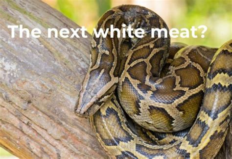 Image result for Eating Python Meat
