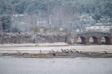 Photos Chine : des grues à cou noir au Yunnan (sud-ouest) — Chine ...