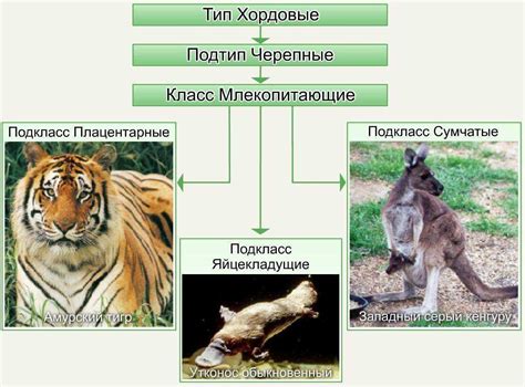 Виды млекопитающих таблица - красивые фото и картинки pofoto.club