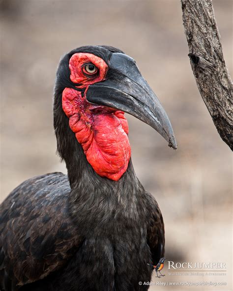 Rockjumper Birding Tours — Photo of the Day – The Southern Ground ...
