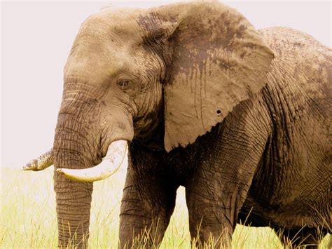 Image result for Elephant Insurance