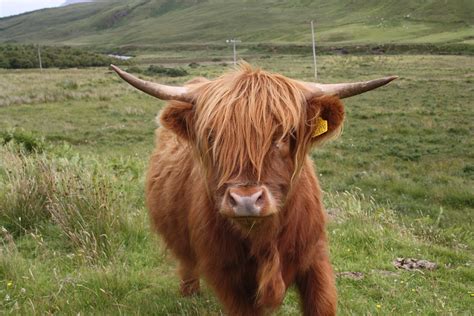 Scottish Highland Cows in Grassland