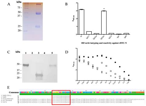 SARS-CoV-2 Rapid Antigen Test Based on a New Anti-Nucleocapsid Protein ...