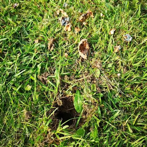 Animals Dig 的图像结果