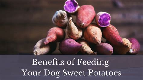 Nutrition Blog - Dog Food Solutions