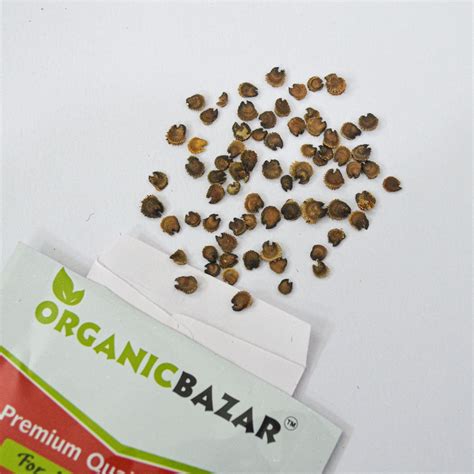 Buy best quality Hollyhocks Double Dwarf Flower Seeds Online : Organicbazar