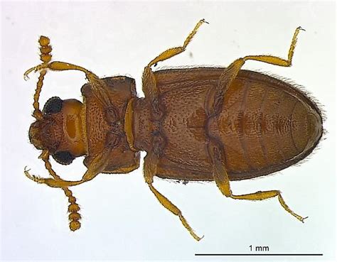 Image result for Microcrypticus Scriptum