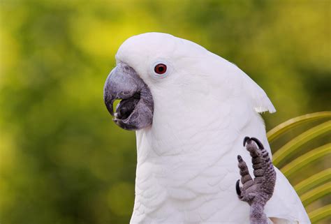 Umbrella Cockatoo (White Cockatoo): Bird Species Profile