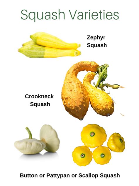 Squash Types List