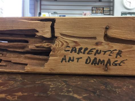 Repair Carpenter Ant Damage