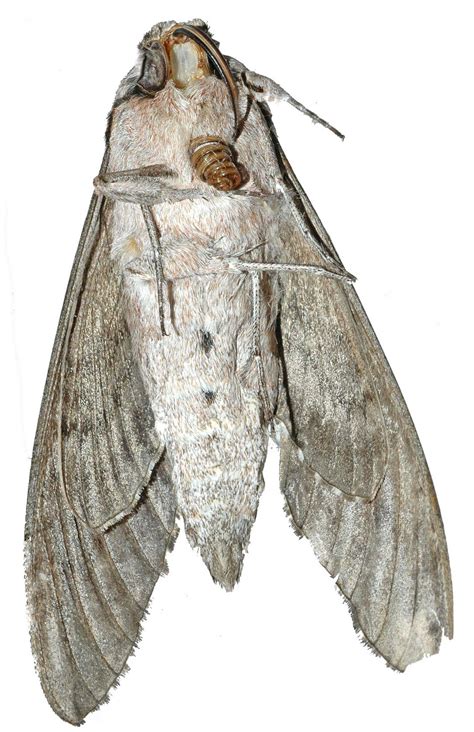 CABINET OF CURIOSITIES: Convolvulus hawk-moth (deceased)