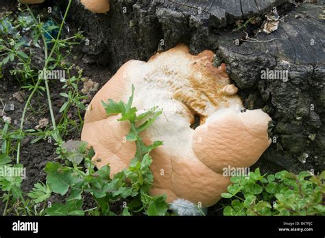 Image result for Tree Rot Fungus