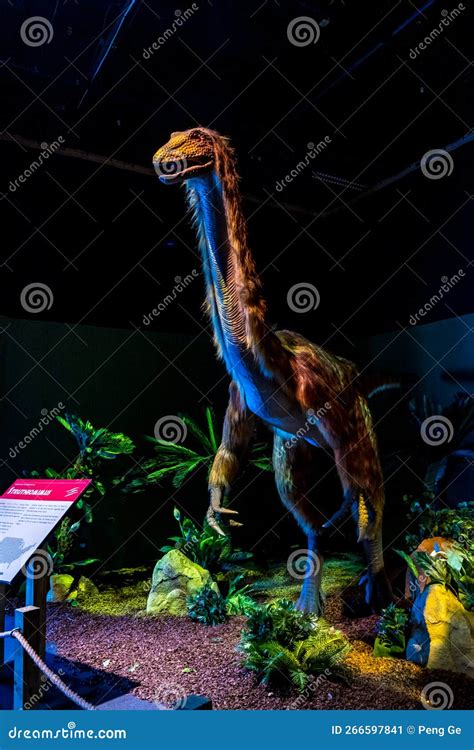 Dinosaurs Revealed - Struthiomimus Editorial Photo - Image of vertebrates, portland: 266597841