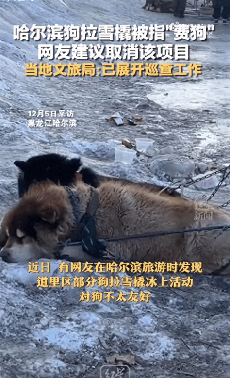 官方回应网友建议哈尔滨取消狗拉雪橇：已展开巡查工作_相关_道里区