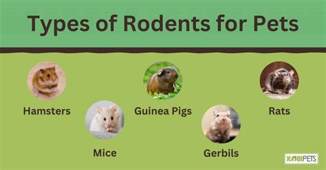 Rodents Care Tips: Everything You Need To Know - Kobi Pets