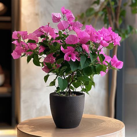 The Ultimate Guide to Growing and Caring for Bougainvillea Plants - How ...