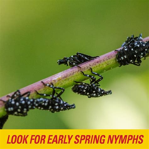 Lantern Fly Traps with Netting 的图像结果