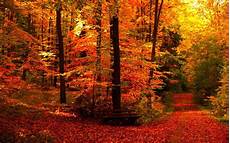 Autumn Season Background by Fall Season Backgrounds 183 Wallpapertag Autumn Season Background