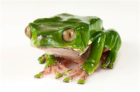 Bicolor Monkey Frog Monkey Frog (Phyllomedusa Cf Bicolor), Ecuador