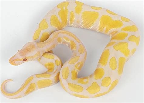Image result for My First Ball Python