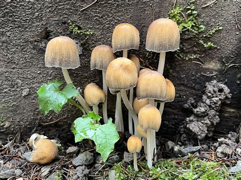 Coprinellus micaceus: The Ultimate Mushroom Guide + Recipe