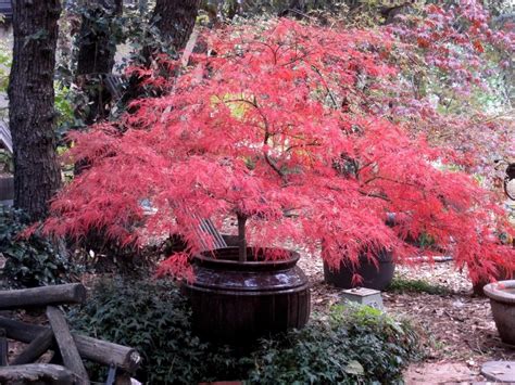 Dwarf japanese maple varieties - crystalLasi