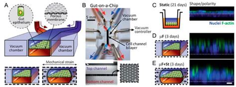 Mechanical Strain-Enabled Reconstitution of Dynamic Environment in ...
