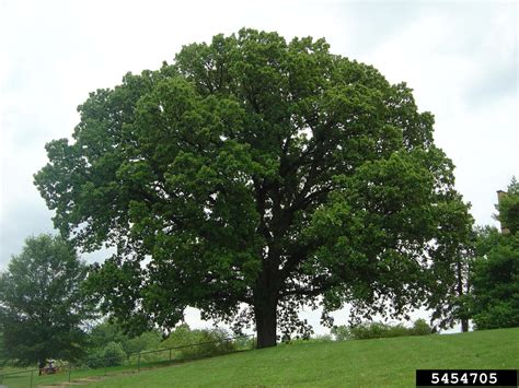 How Long Does A Burr Oak Live at Rebecca Leon blog
