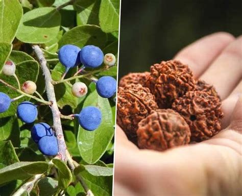 GooGreen Rudraksha Panchmukhi Medical Plant Rudraksh Elaeocarpus ...