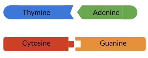 Image result for Complementary Base Pairs