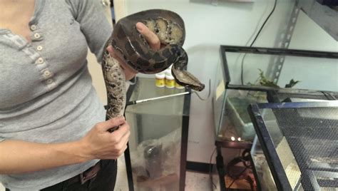 Image result for Black Blood Python