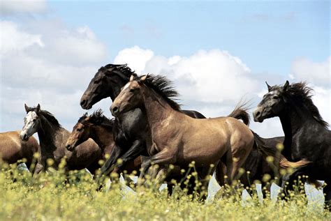 MR FILM - Majestic White Horses