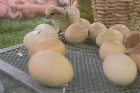 Amazing Modern Chick Hatching 的图像结果
