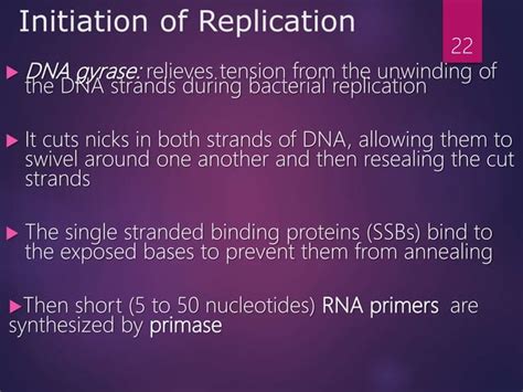 DNA Structure and Replication 的图像结果