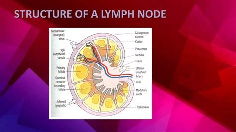 Image result for How Is Lymph Formed