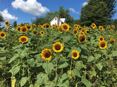 Sunflower Gardens Roundup Mt at Sam Moonlight blog