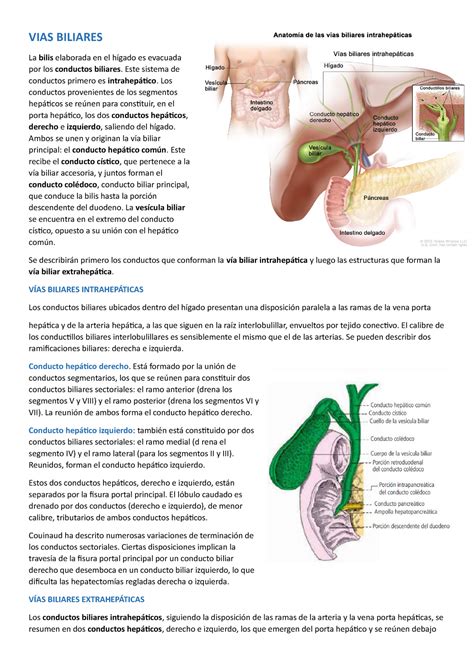 Anatomía De Los Conductos Biliares CPRE Instituto Digestivo IDI