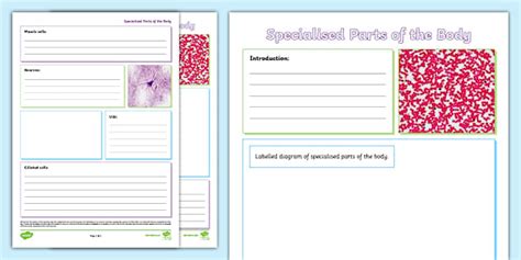 Specialised Parts of the Body Non-Chronological Report Template